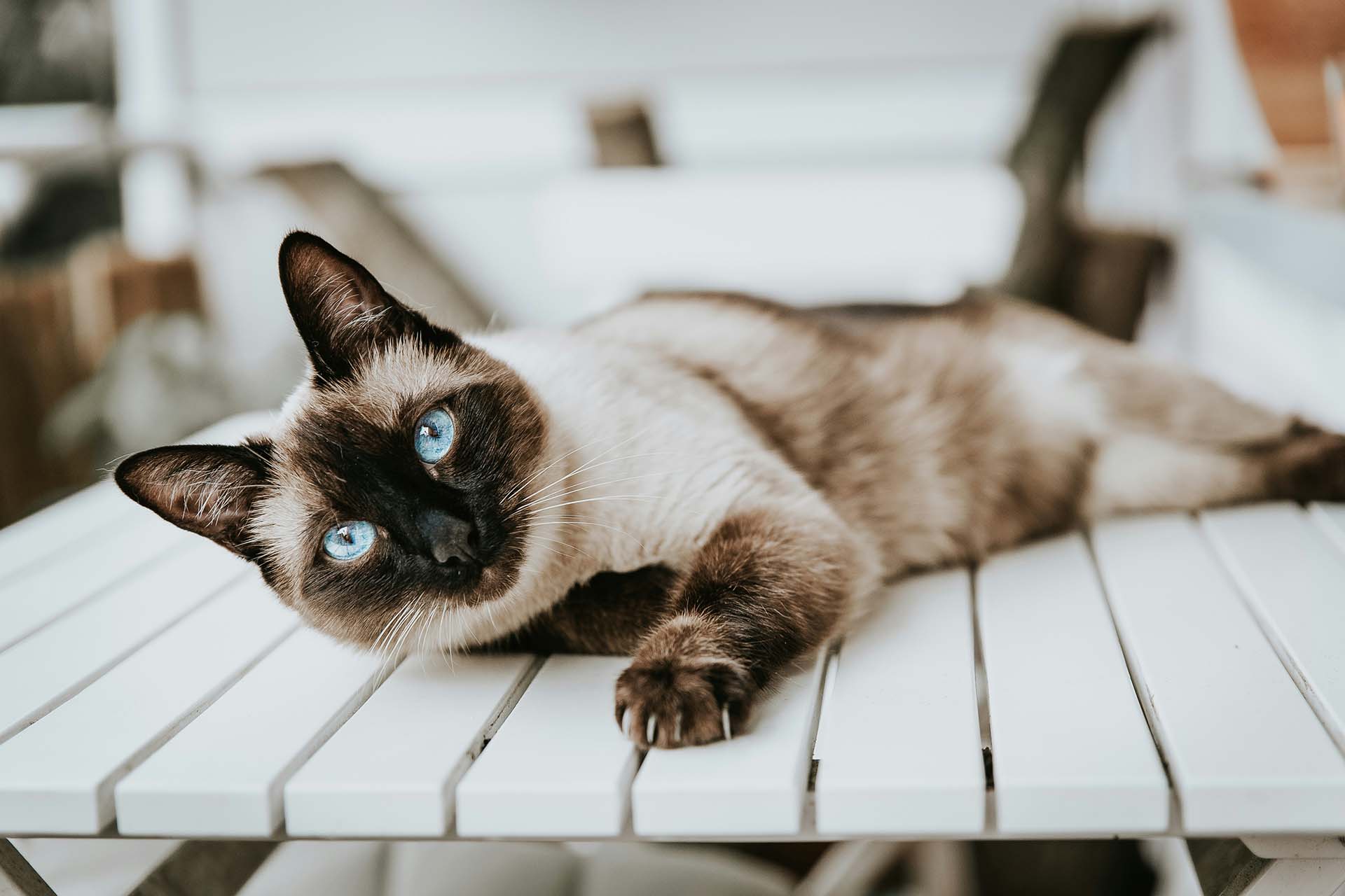 Siamese cat on a chair