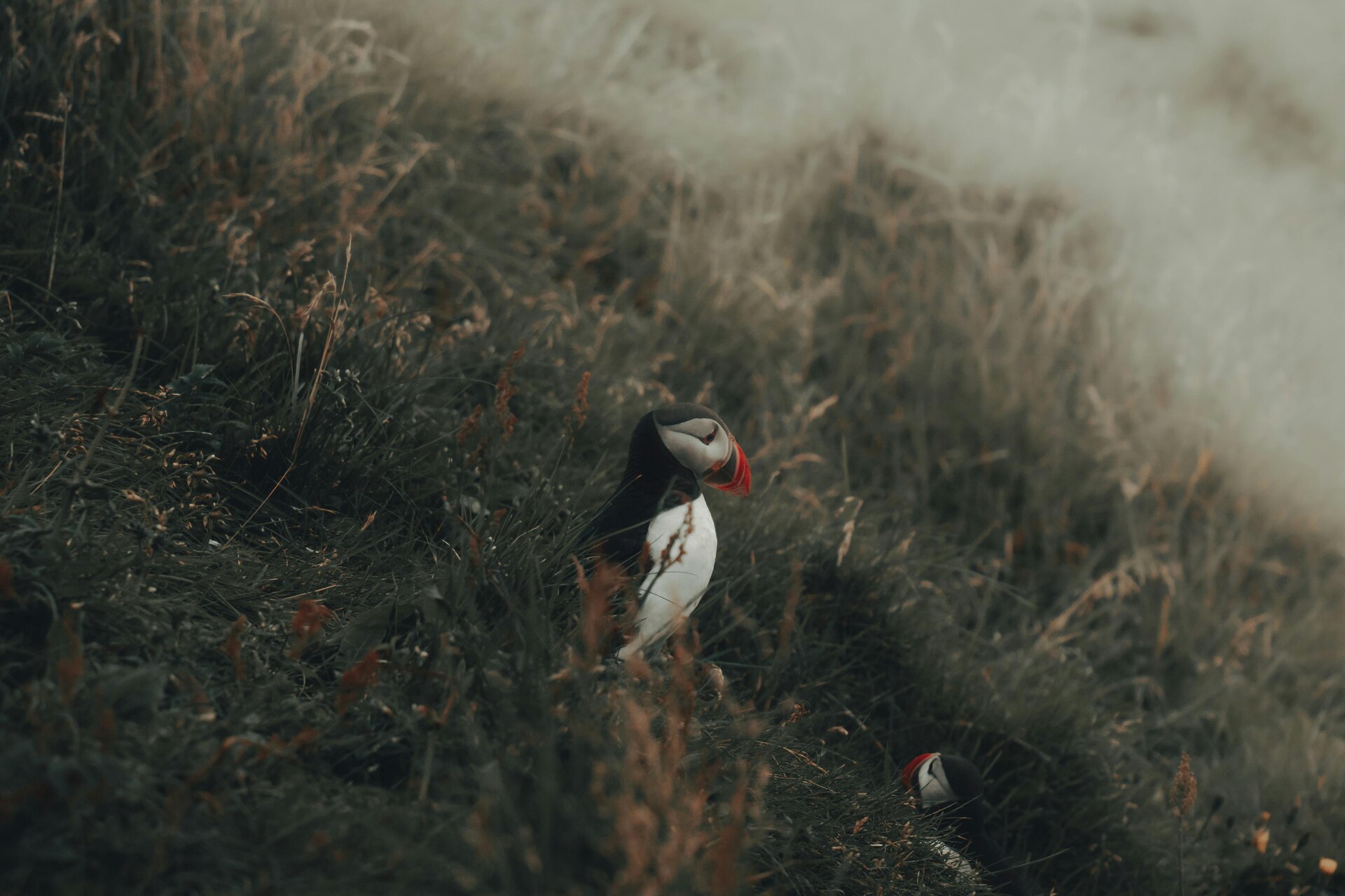 Icelandic puffin in a grassland