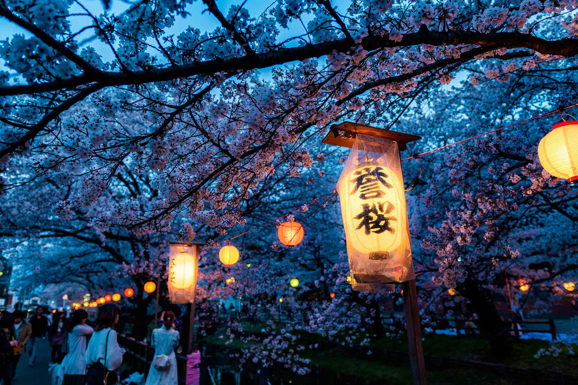 japan, lantern, and cherry blossom in Kawagoe