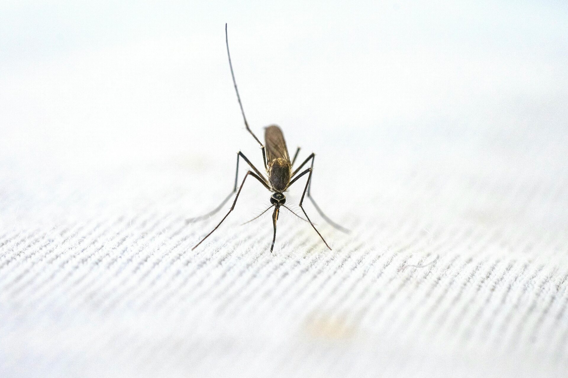 Mosquito on a cloth